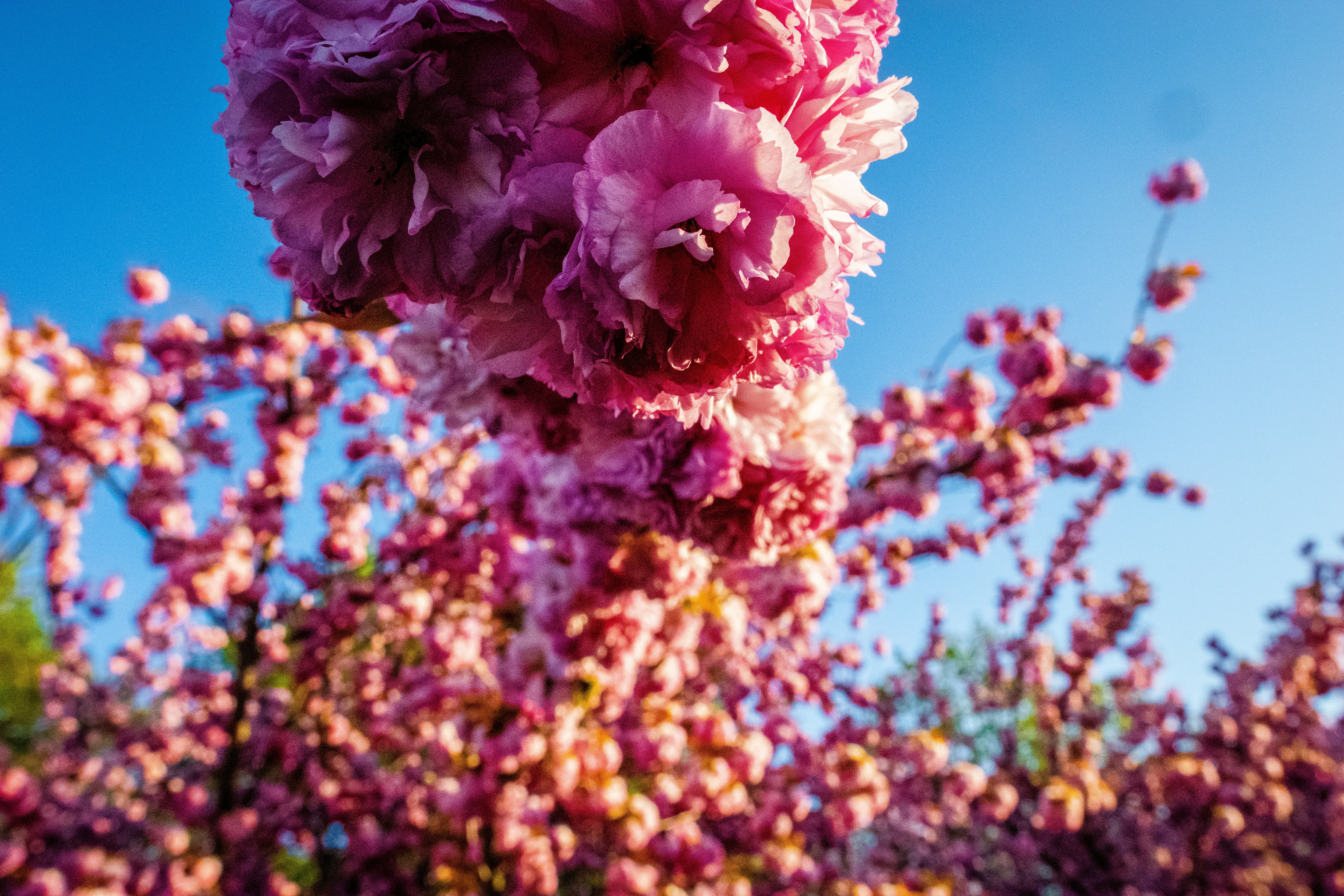 pink flowers in tilt shift lens